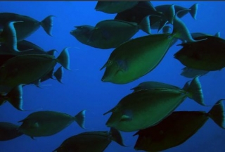 Aquadive Scuola Sub e Apnea Verona